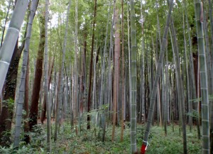 野田市谷津開発（農地転用）工事 搬入路着工前