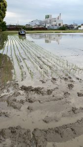 田植えの季節です。